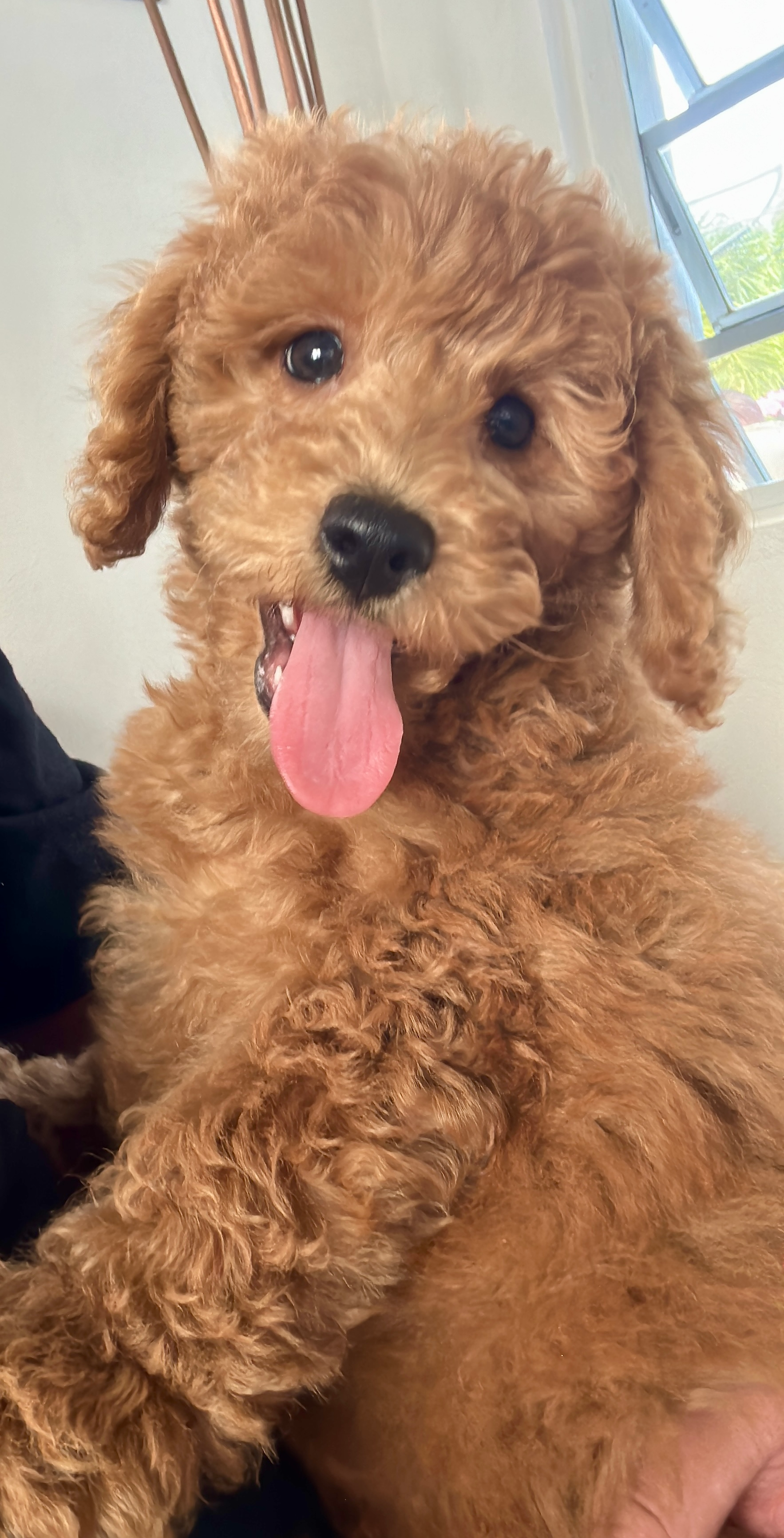 Mini Goldendoodle Pup Being Cute