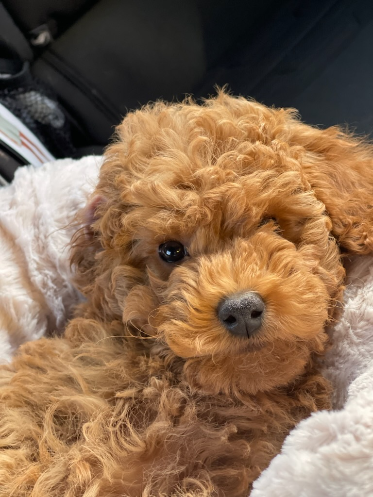 Best Mini Goldendoodle Baby