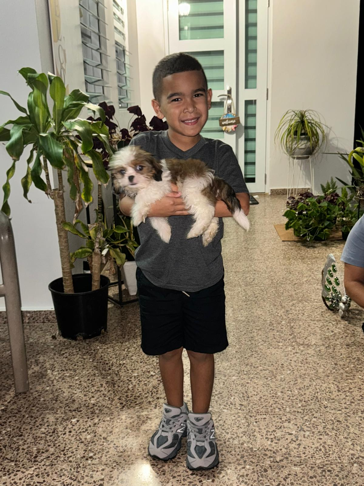 Hypoallergenic Cavalier Bichon Designer Puppy