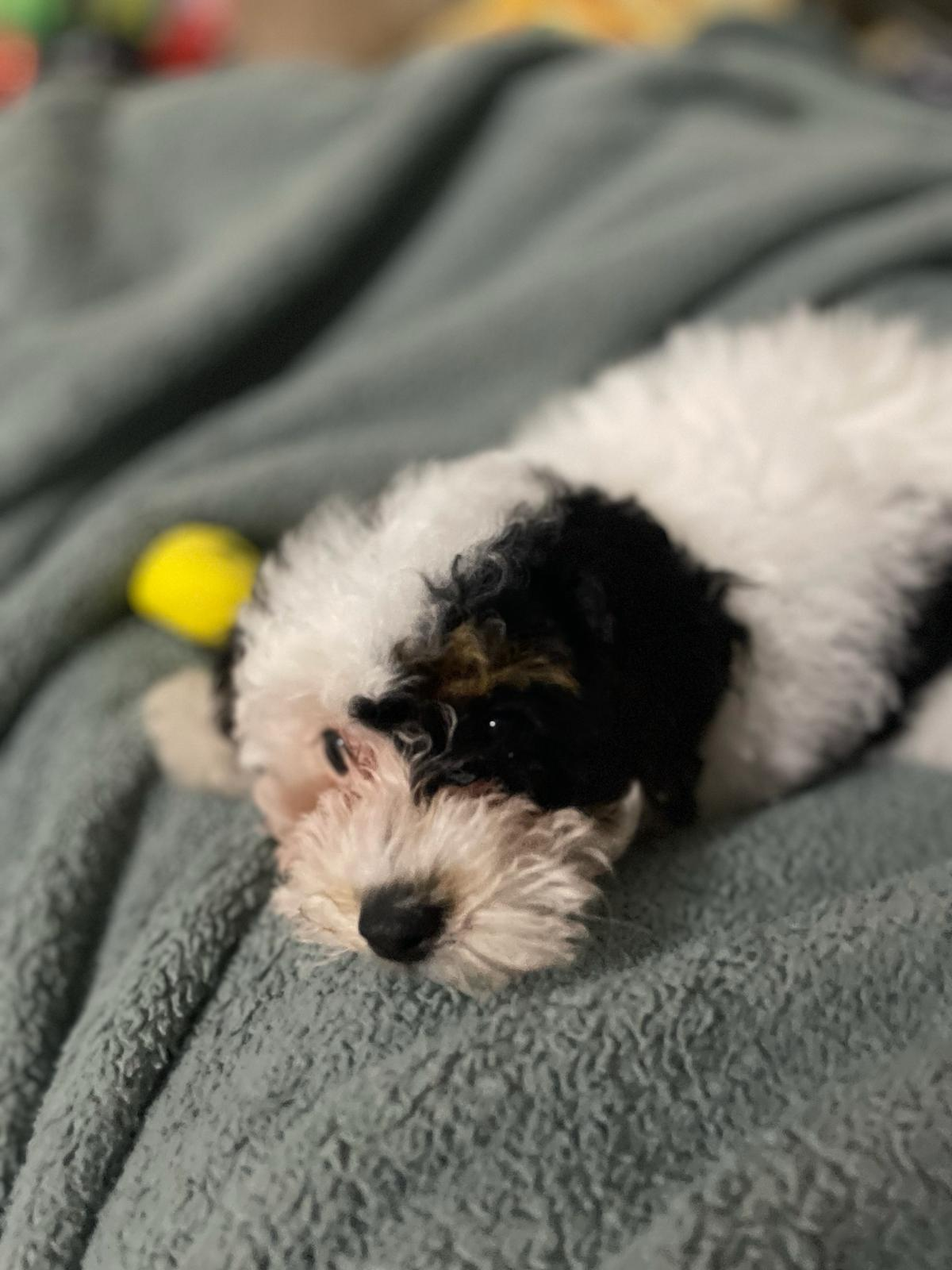 Best Poodle Baby