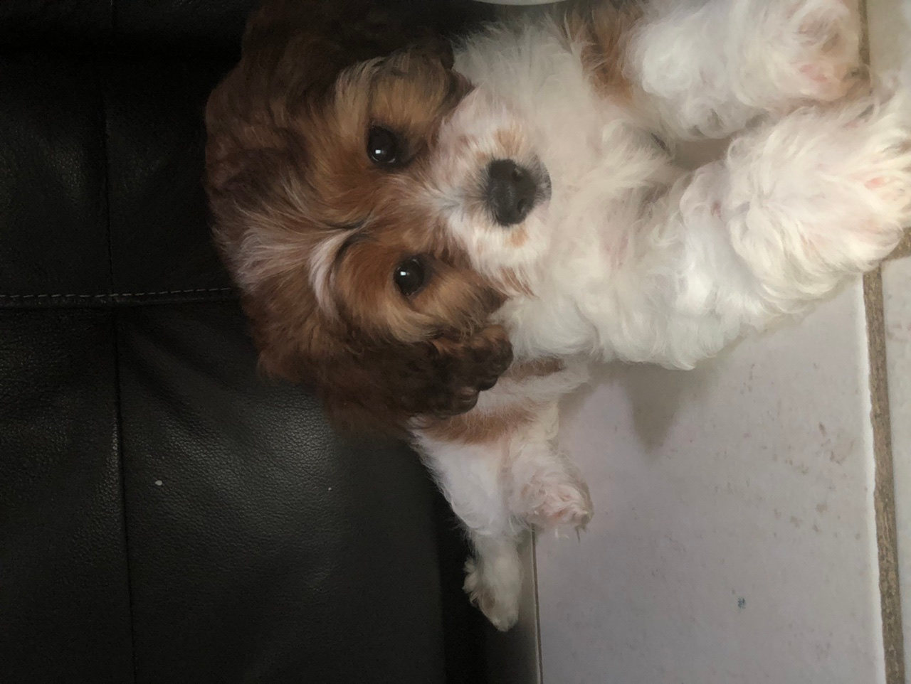 Cute Cavoodle Poodle Mix Puppy