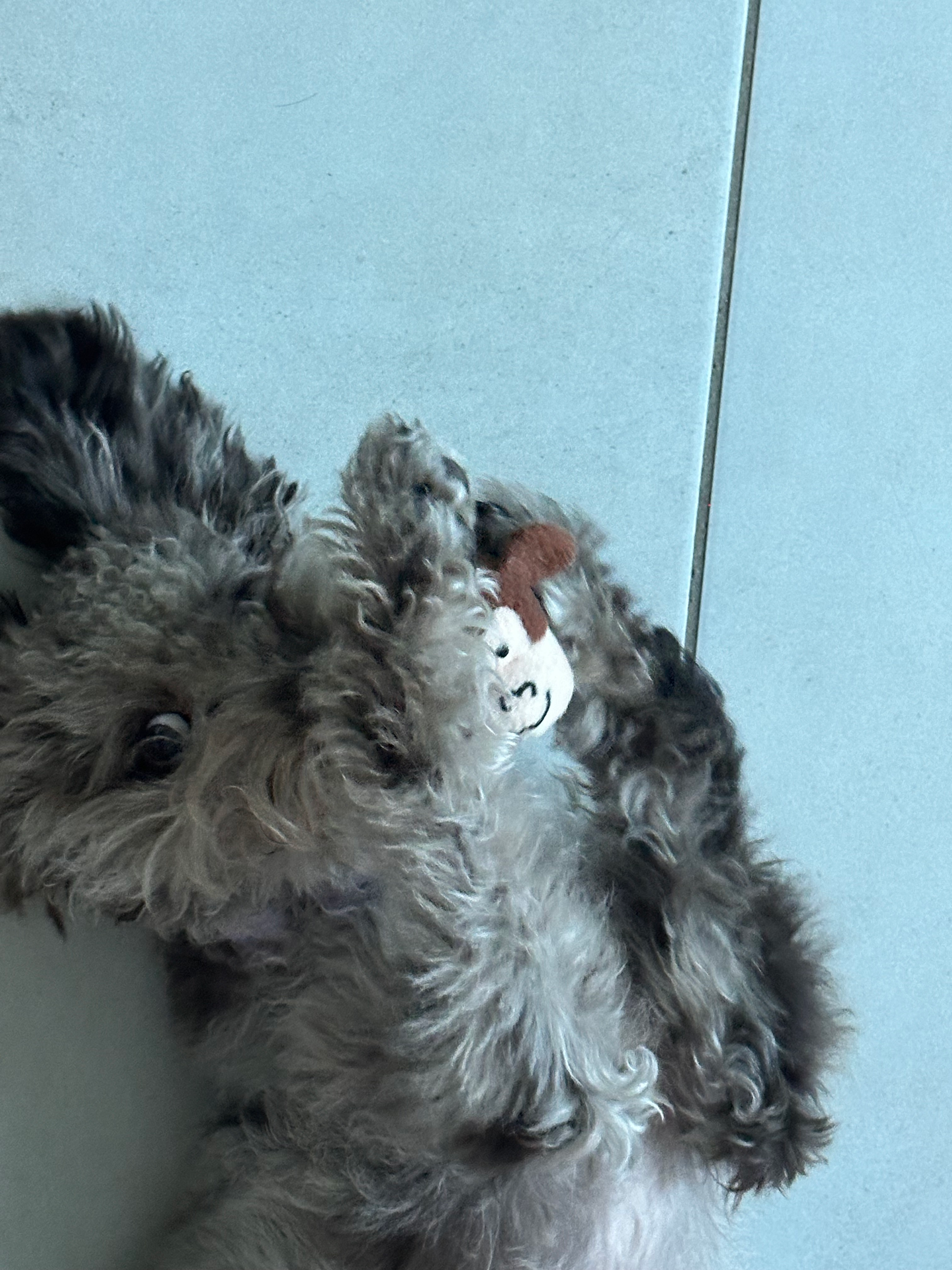 Mini Labradoodle Pup Being Cute