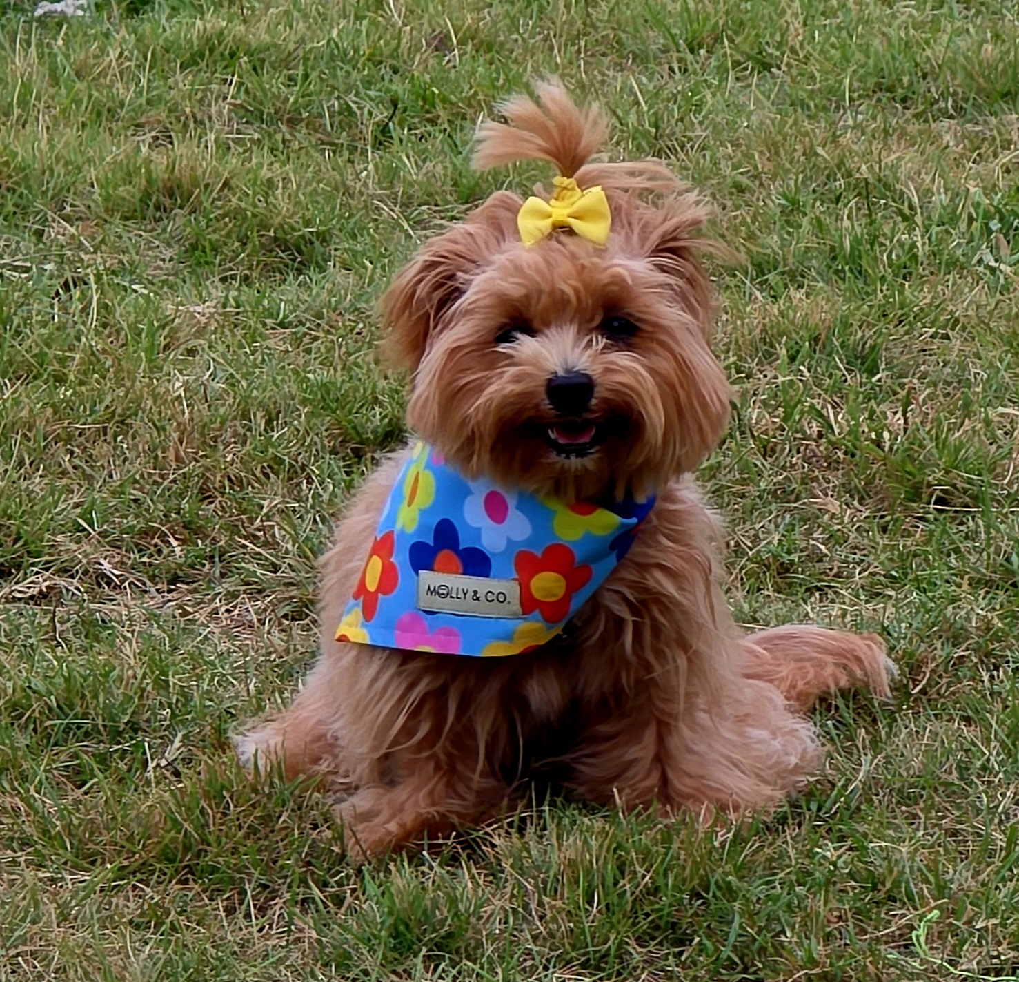 Smart Maltipoo Poodle Mix Pup