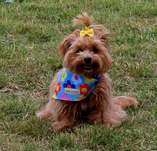 Maltipoo