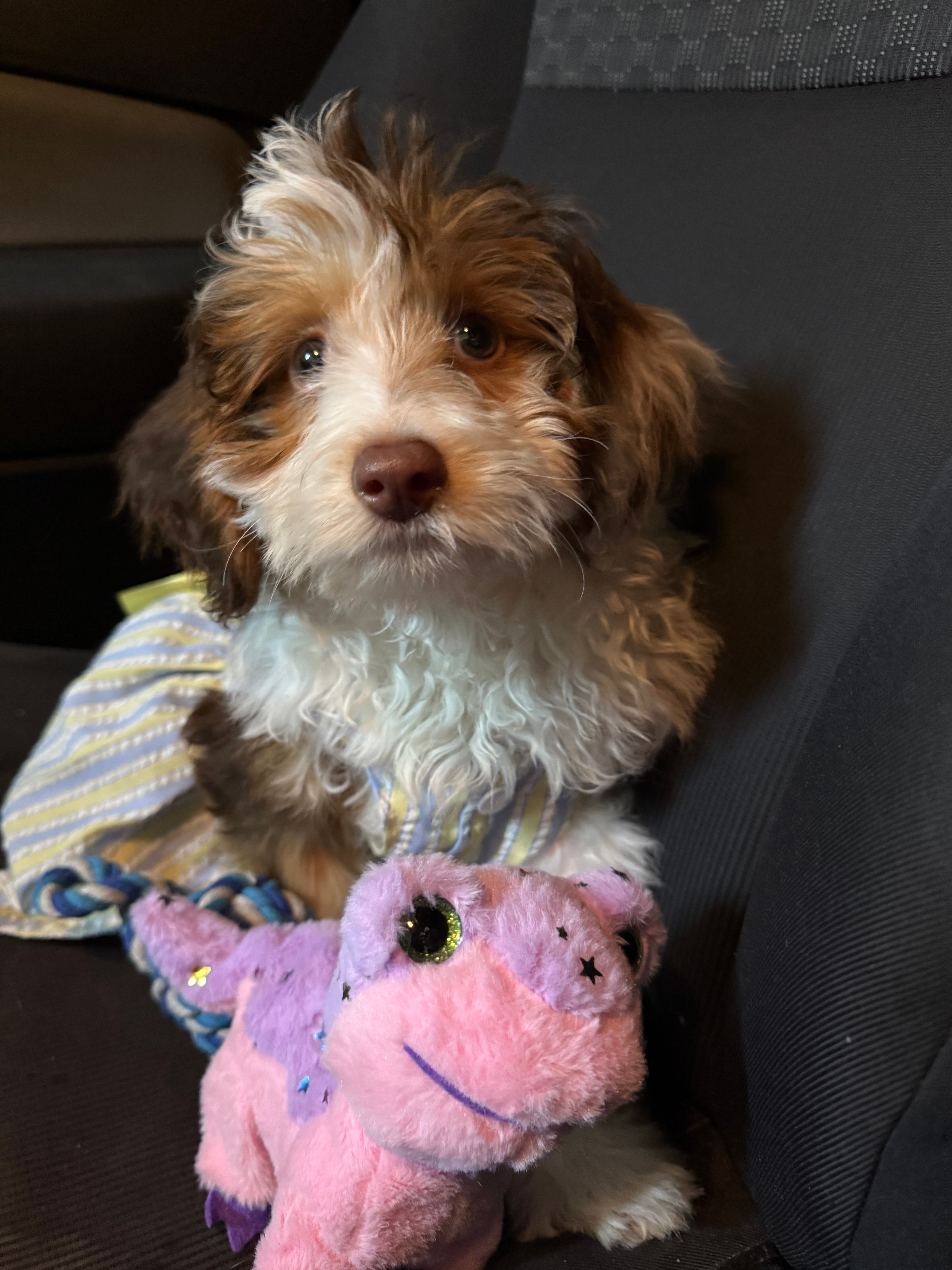 Smart Mini Aussiedoodle Poodle Mix Pup