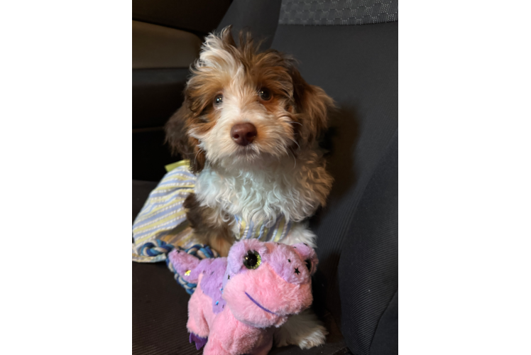 Smart Mini Aussiedoodle Poodle Mix Pup