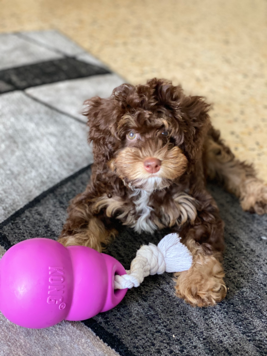 Mini Bernedoodle