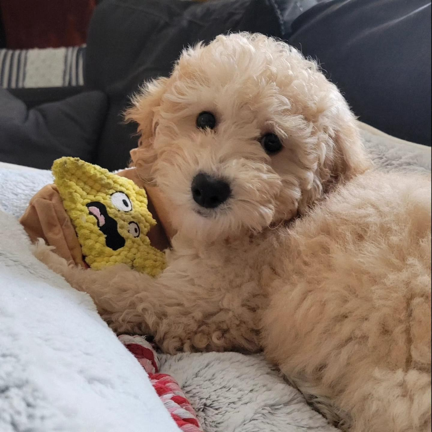 Poochon Puppy for Adoption