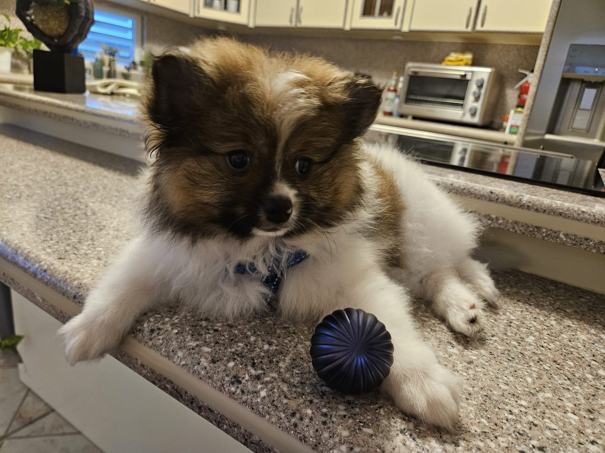 Pomeranian Pup Being Cute