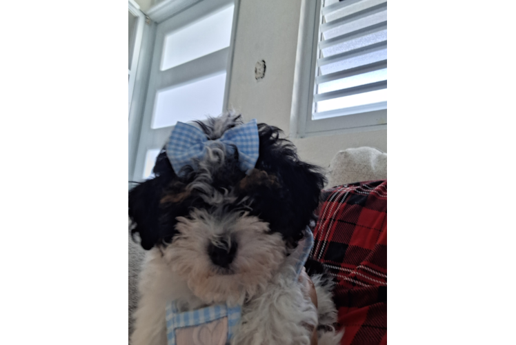 Havapoo Pup Being Cute