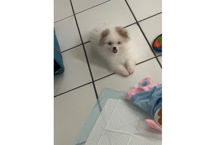 Hypoallergenic Pomeranian Purebred Pup