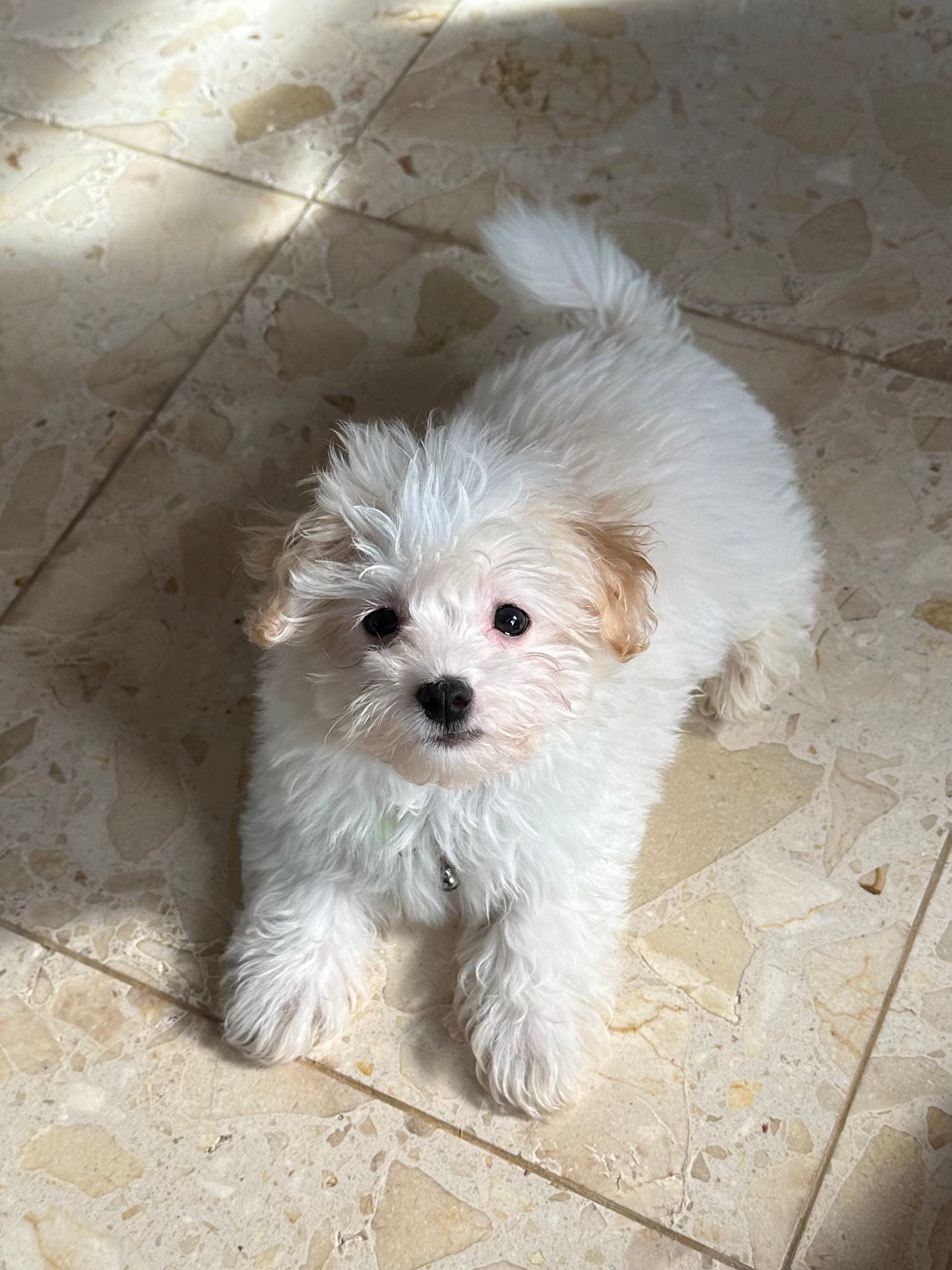 Hypoallergenic Havanese Purebred Pup