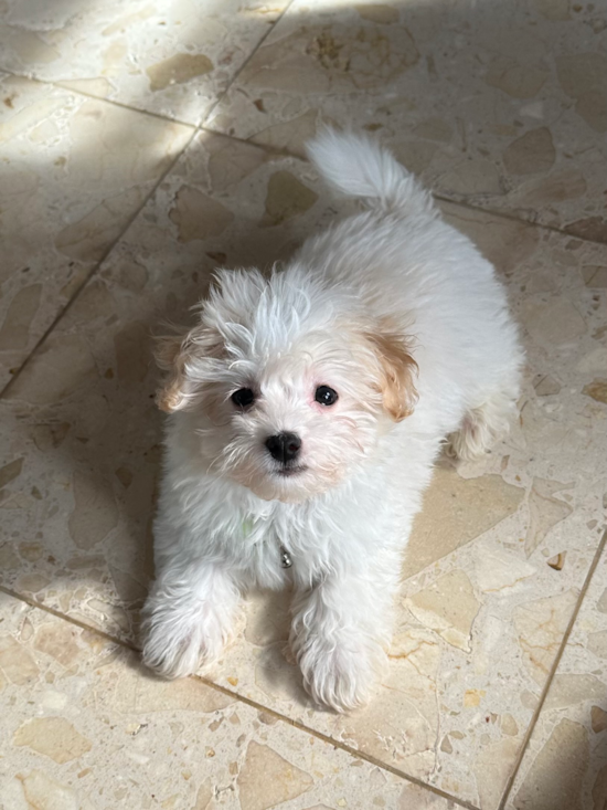 Havanese