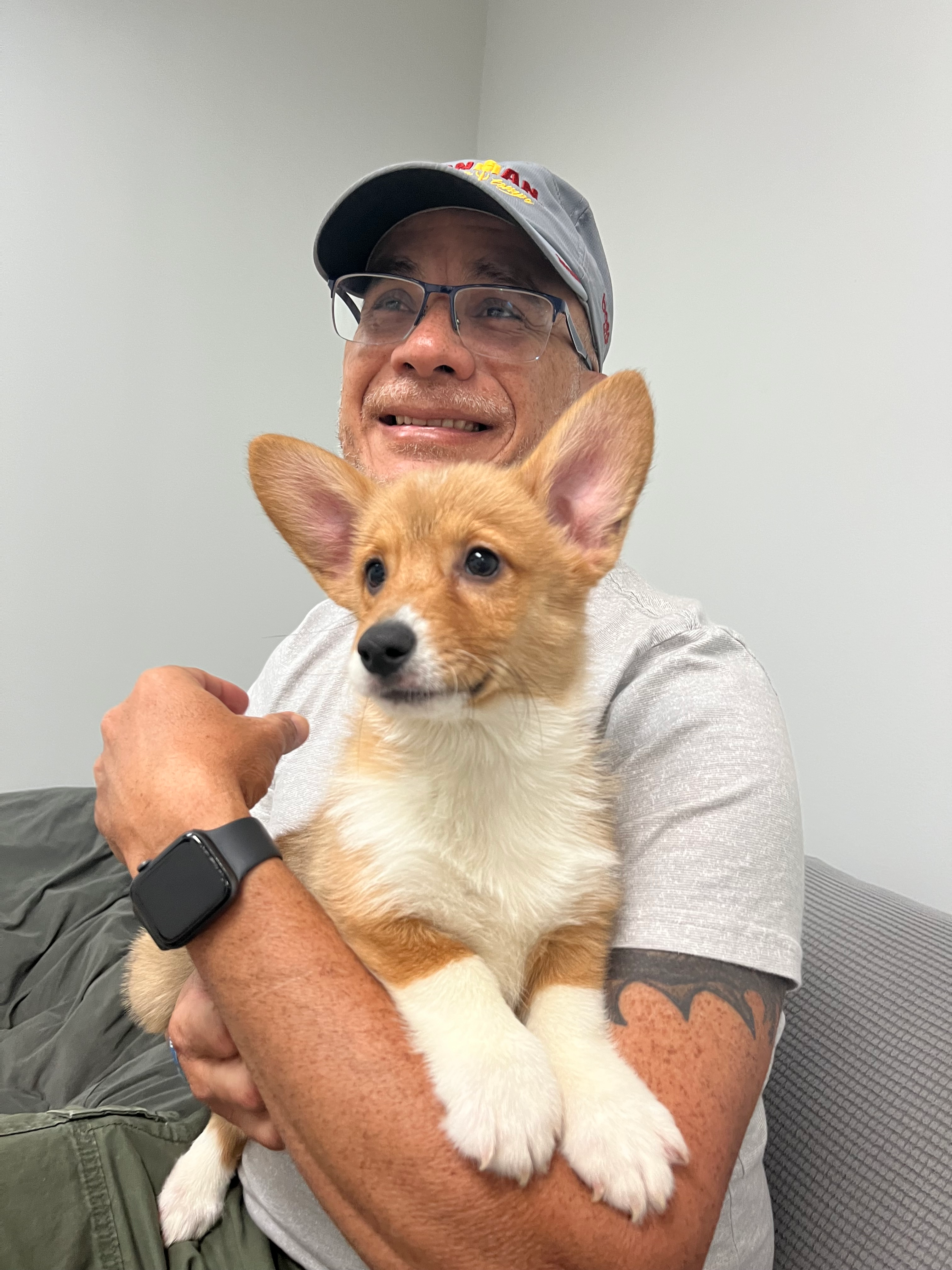 Hypoallergenic Pembroke Welsh Corgi Purebred Pup