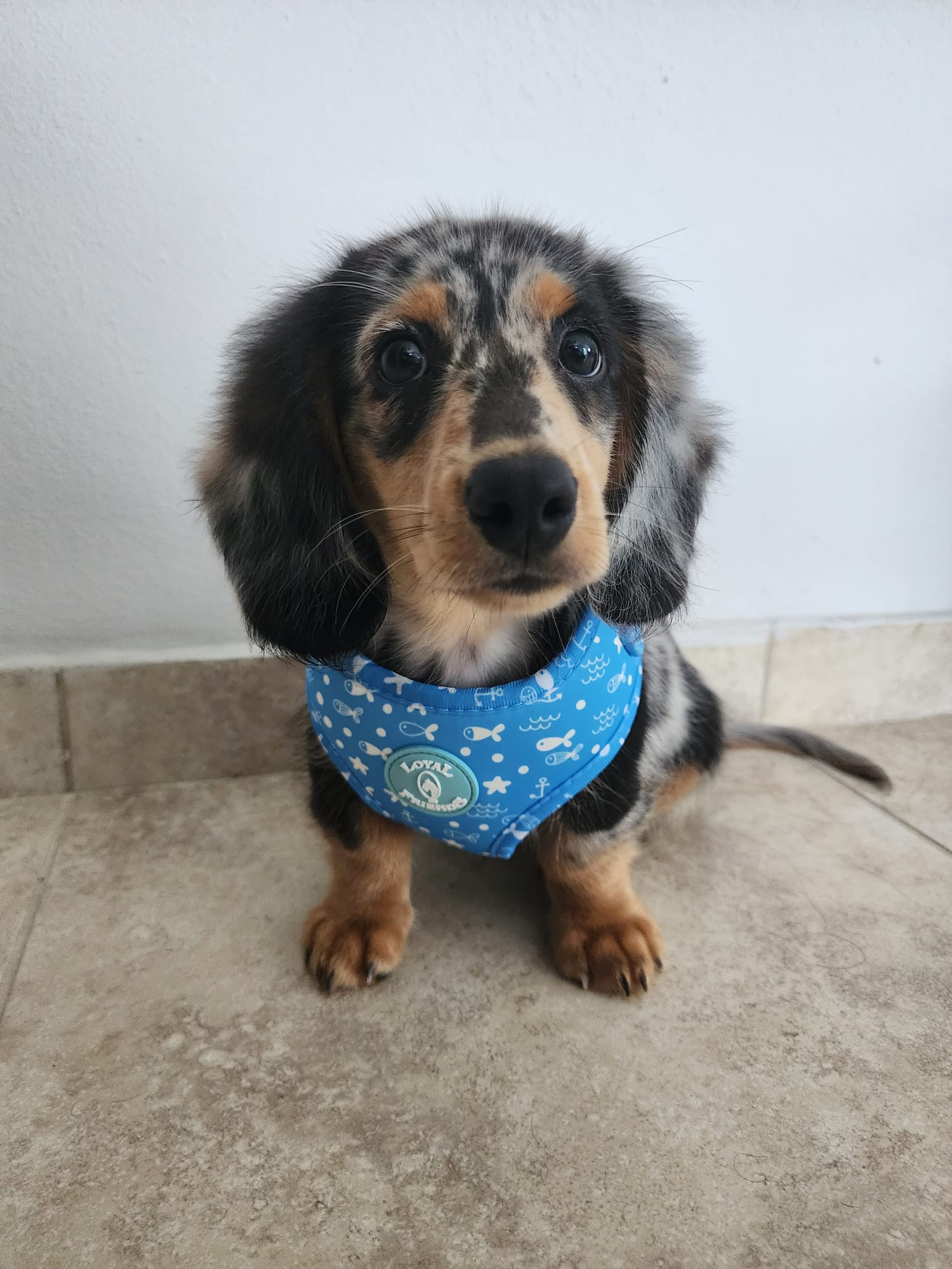 Dachshund Pup Being Cute