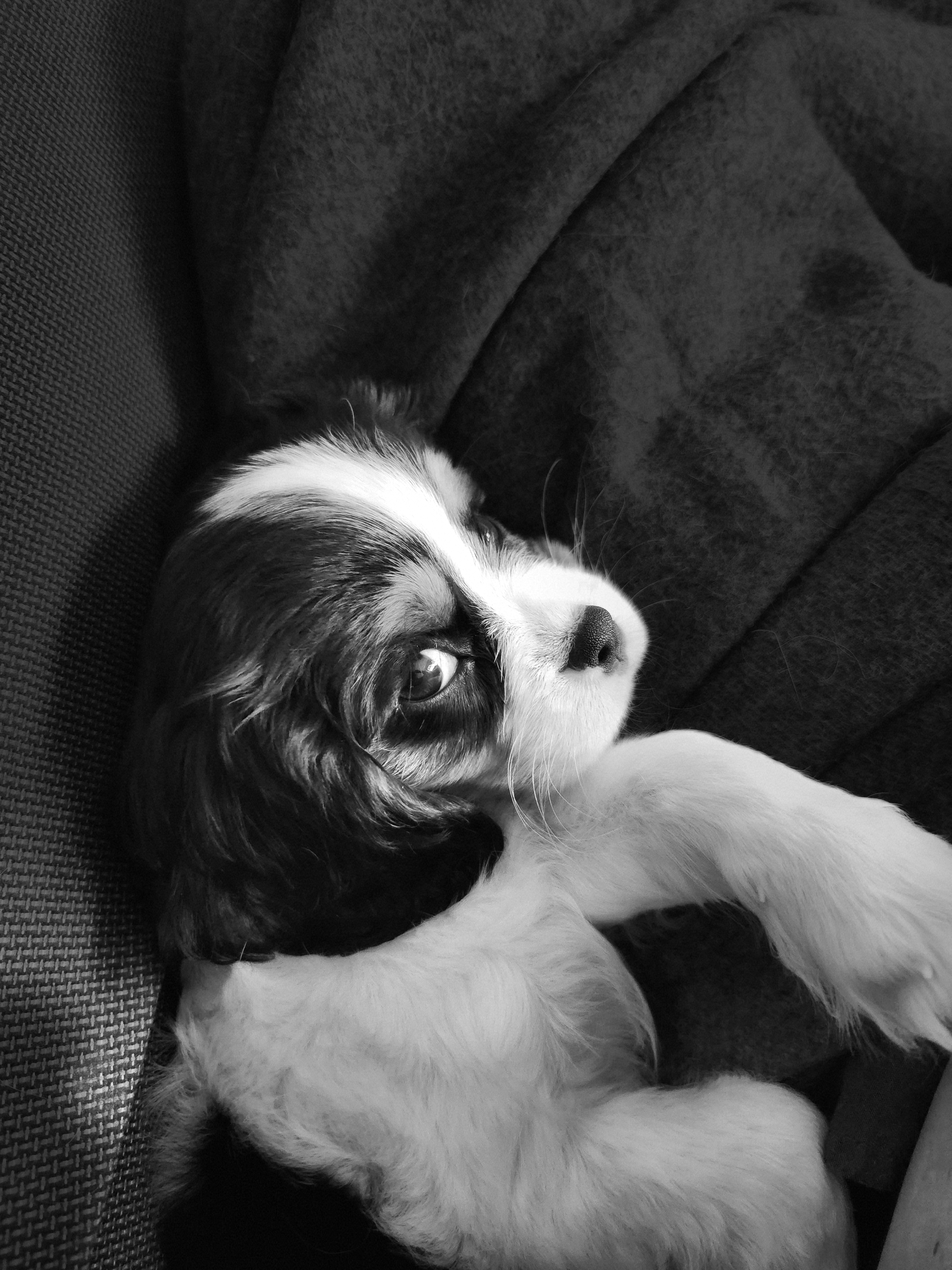 Cavalier King Charles Spaniel Puppy for Adoption