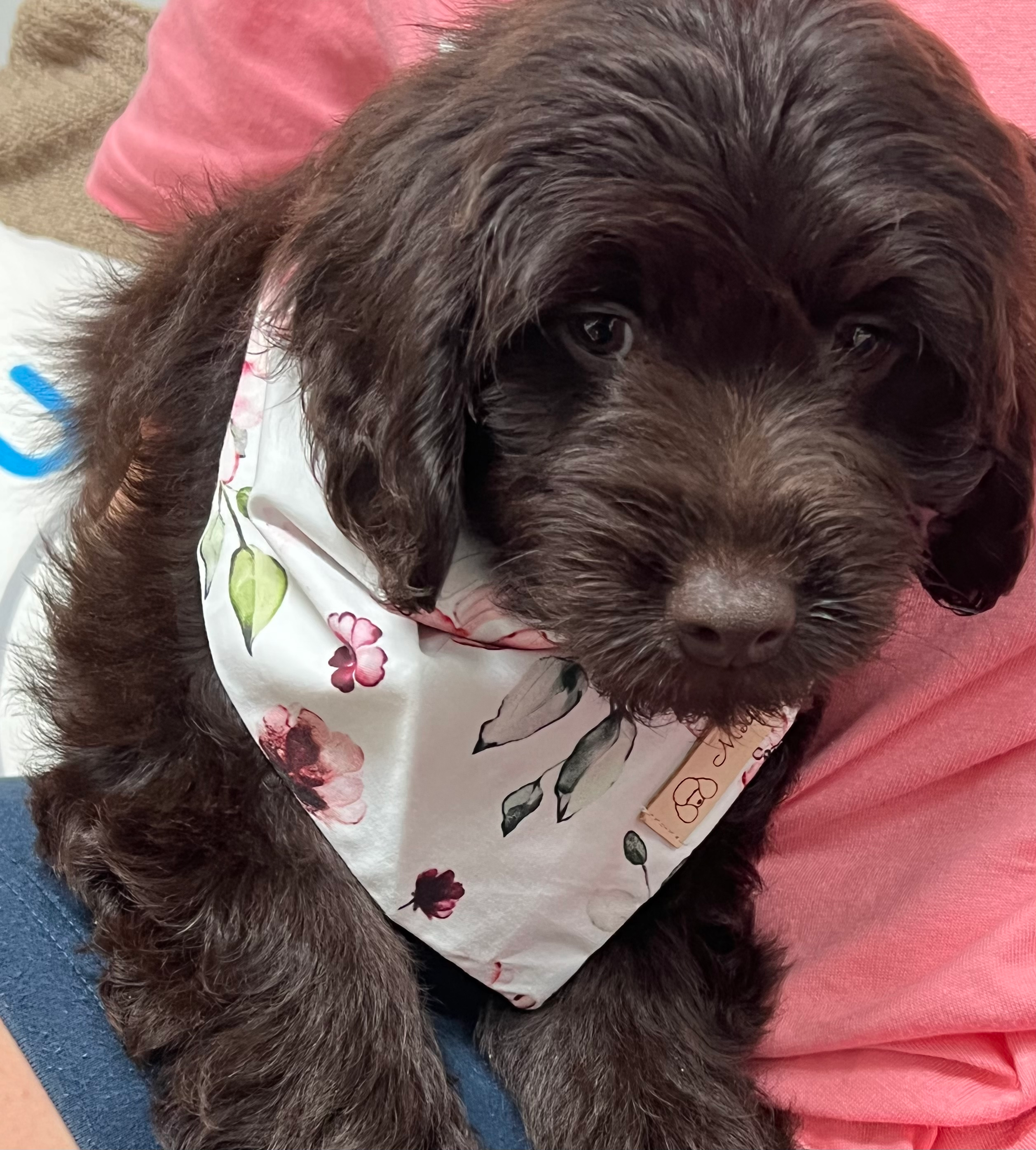 Best Mini Goldendoodle Baby