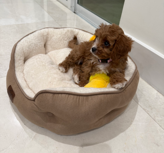 Cavapoo