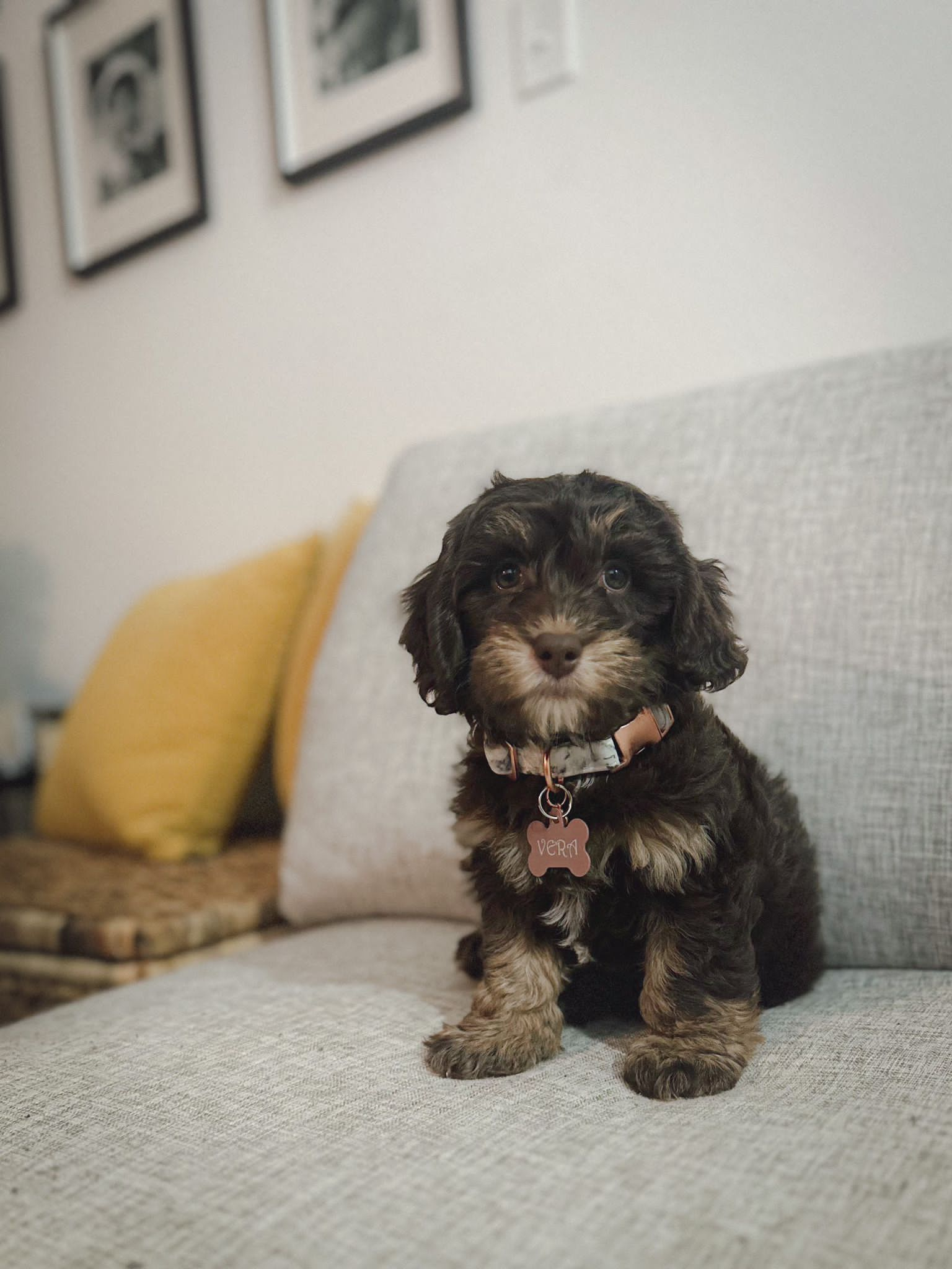 Cockapoo Pup Being Cute