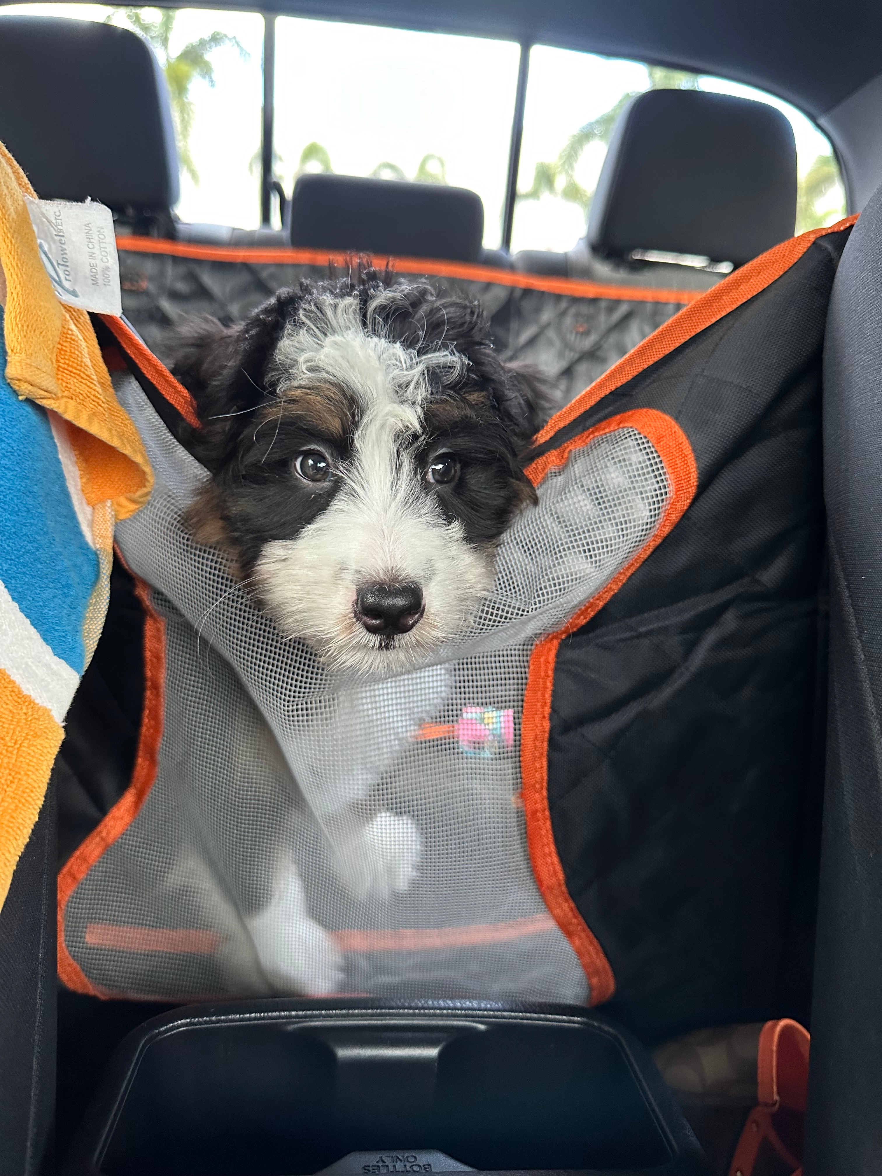 Friendly Mini Bernedoodle Baby