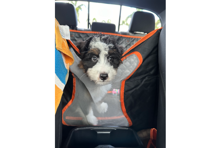 Friendly Mini Bernedoodle Baby