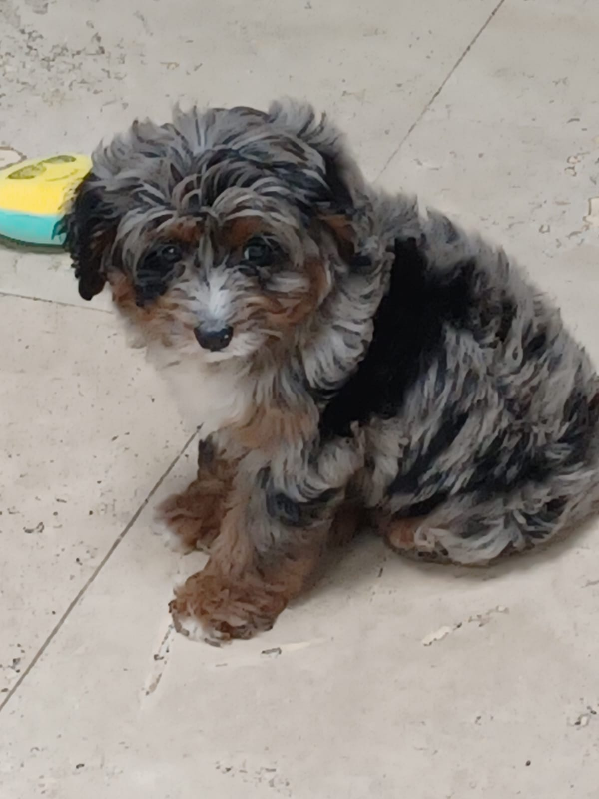 Cute Bernadoodle Poodle Mix Puppy