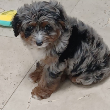 Daisy, a Mini Bernedoodle puppy from San Juan PR