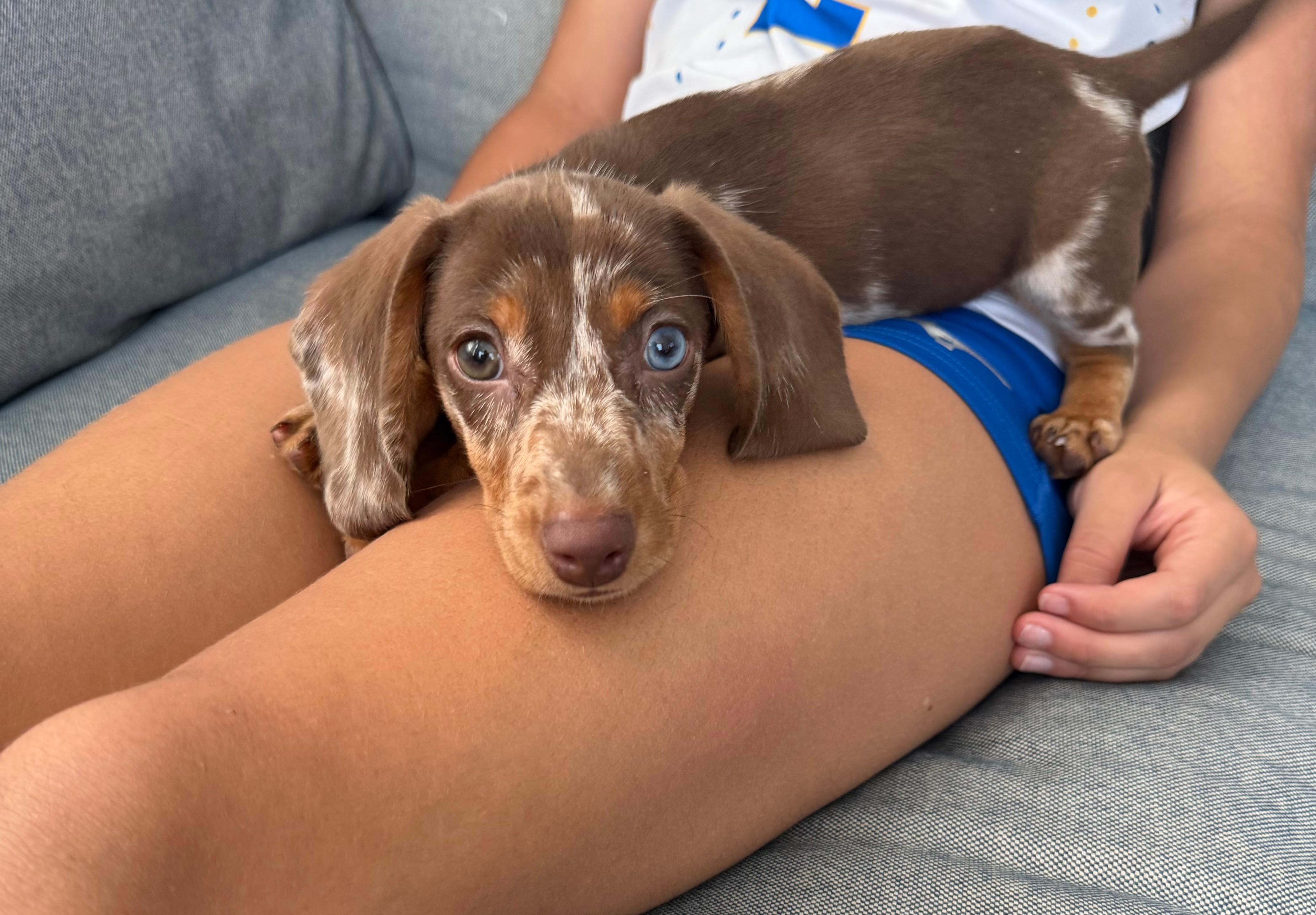 Dachshund Pup Being Cute