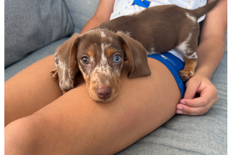 Dachshund Pup Being Cute