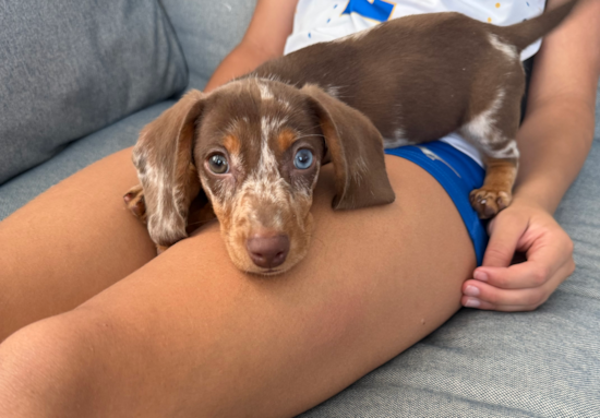 Dachshund