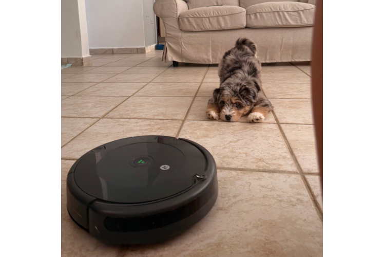 Cute Husky Doodle Poodle Mix Puppy
