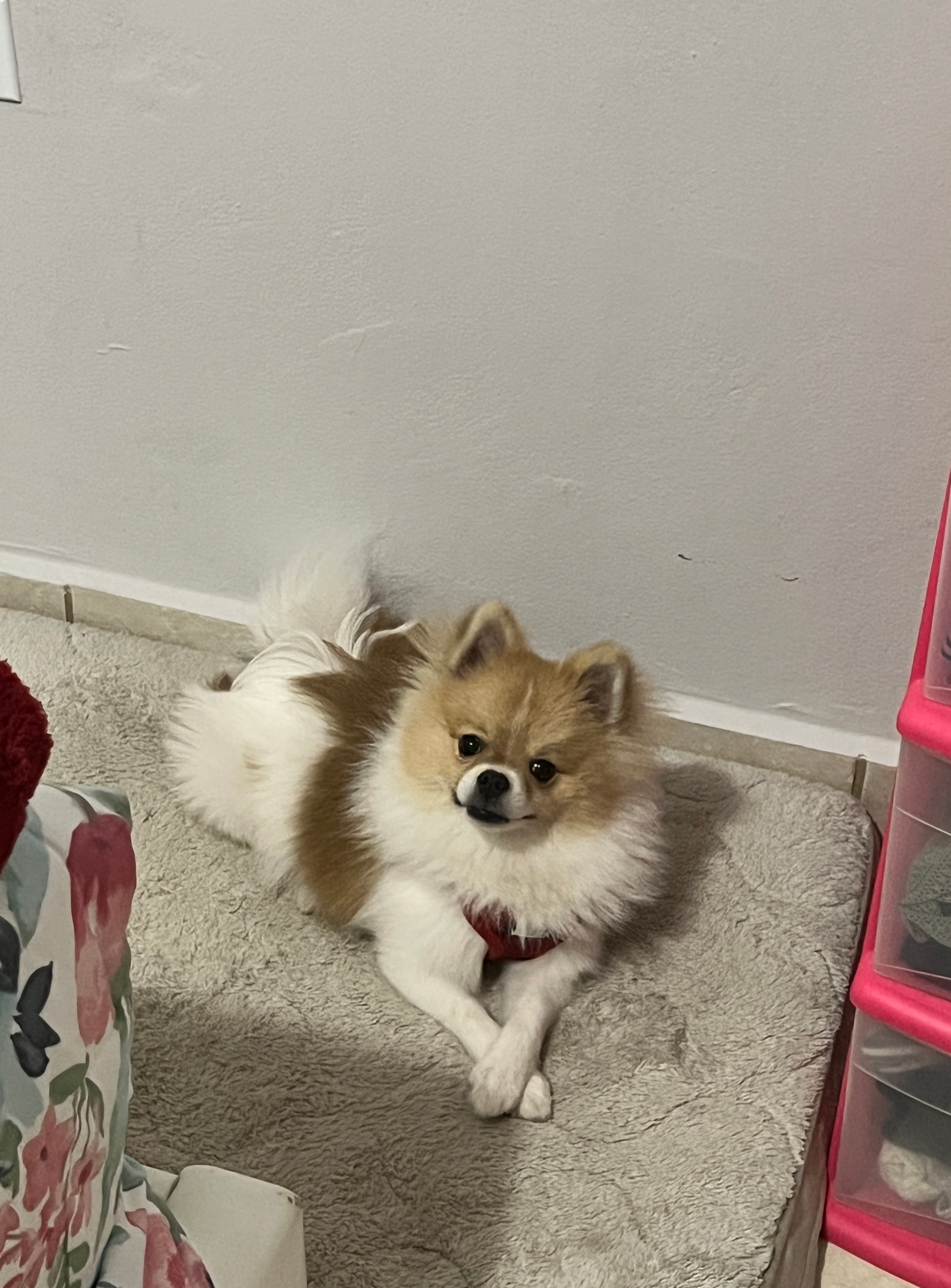 Cute Pomeranian Baby
