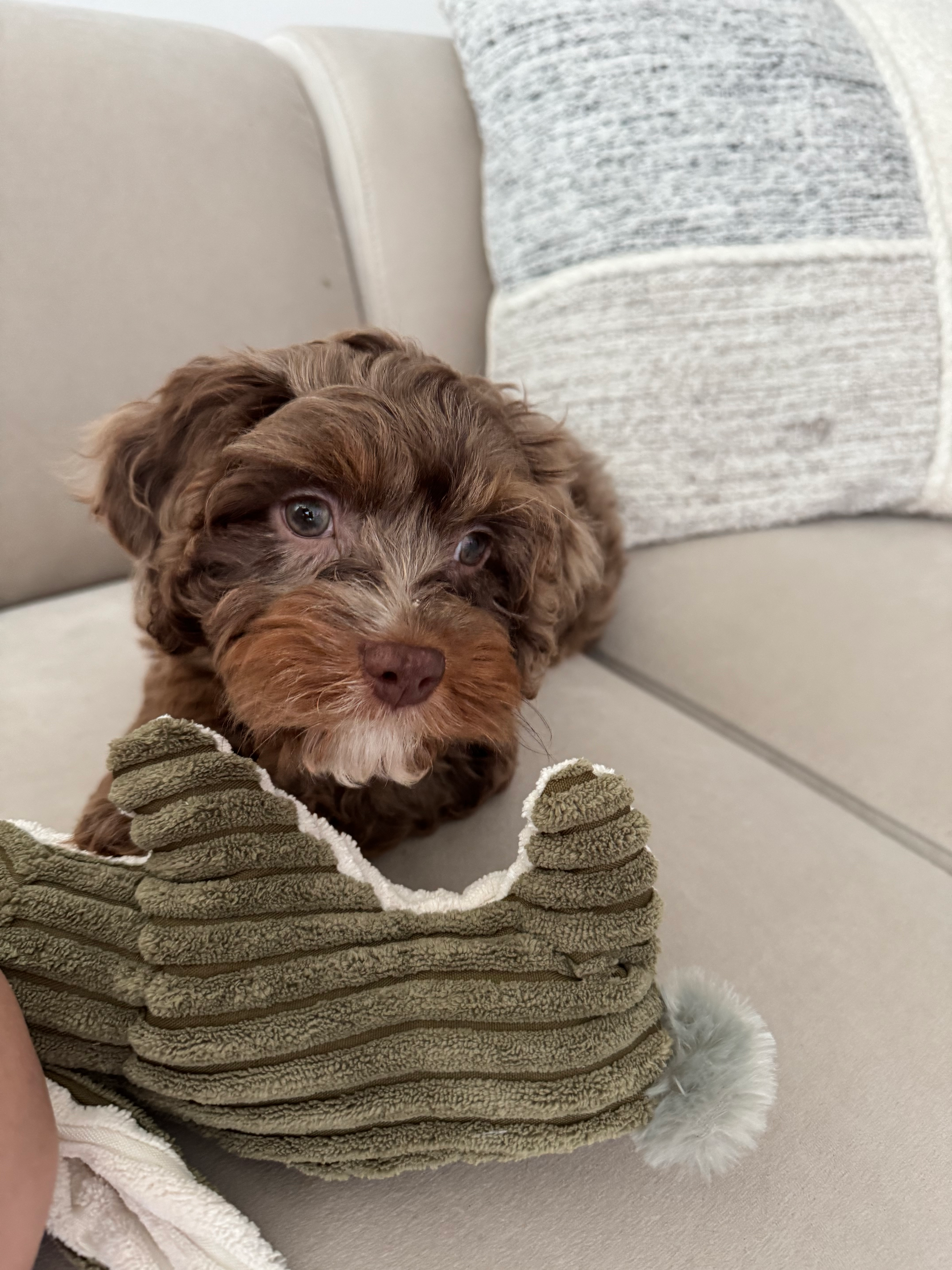Cute Cavapoo Poodle Mix Pup
