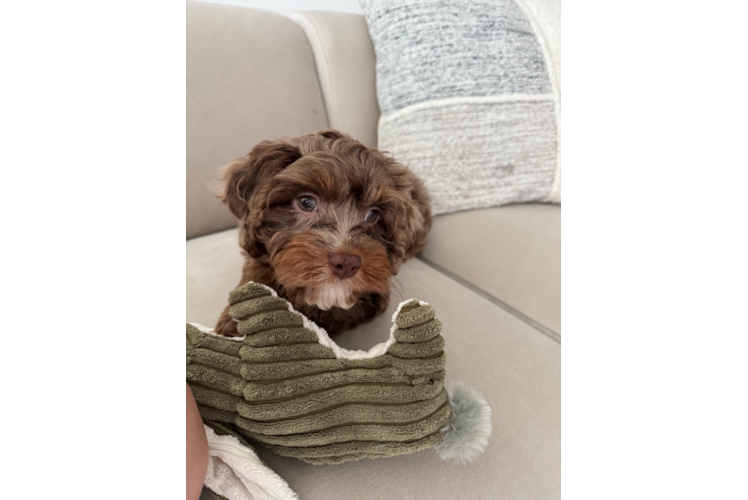 Cute Cavapoo Poodle Mix Pup