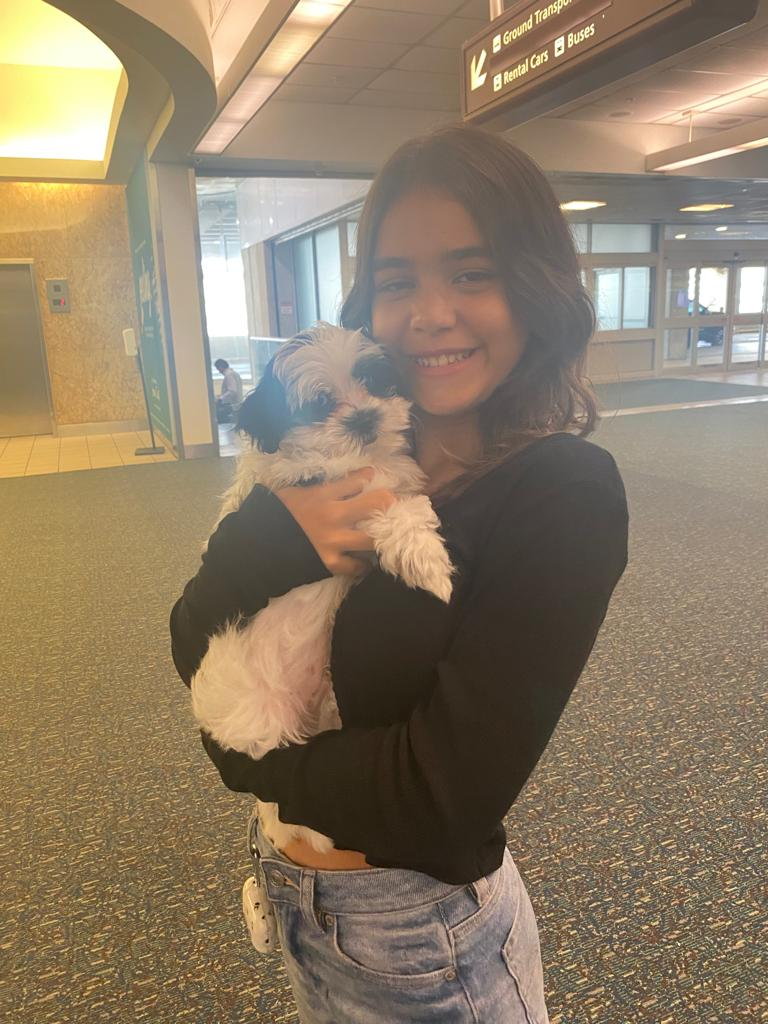 Teddy Bear Puppy for Adoption