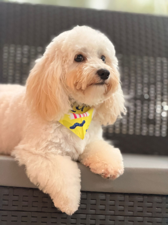 Maltipoo