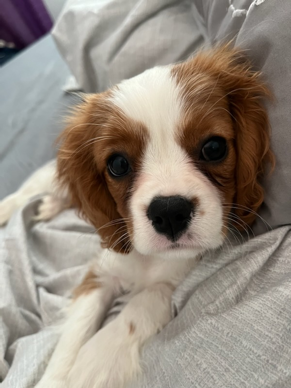 Cavalier King Charles Spaniel Pup Being Cute