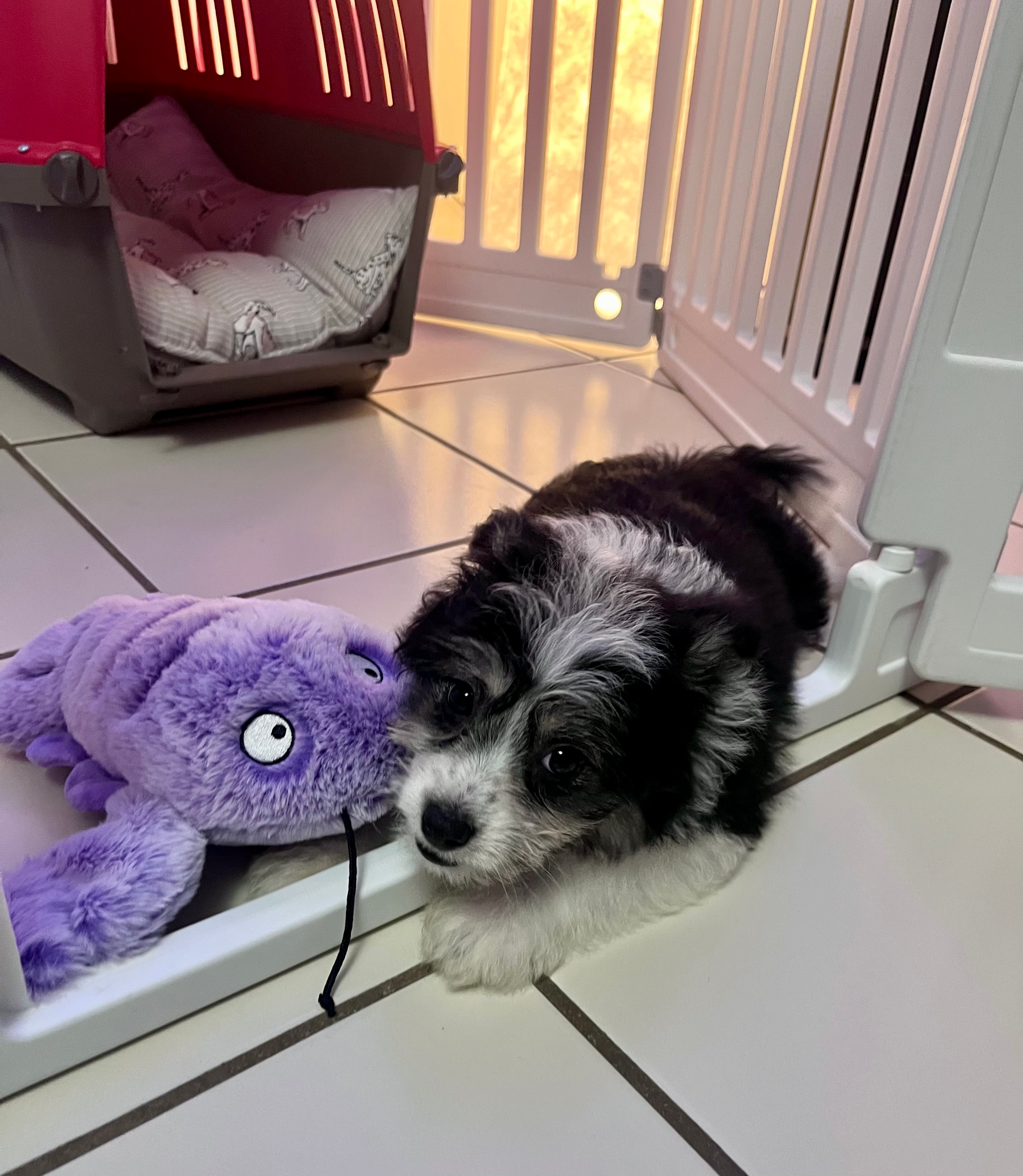 Hypoallergenic Aussie Bichon Designer Puppy