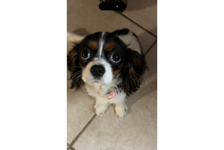 Cavalier King Charles Spaniel Puppy for Adoption