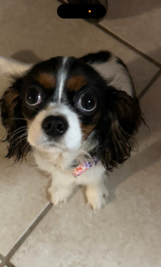 Cavalier King Charles Spaniel