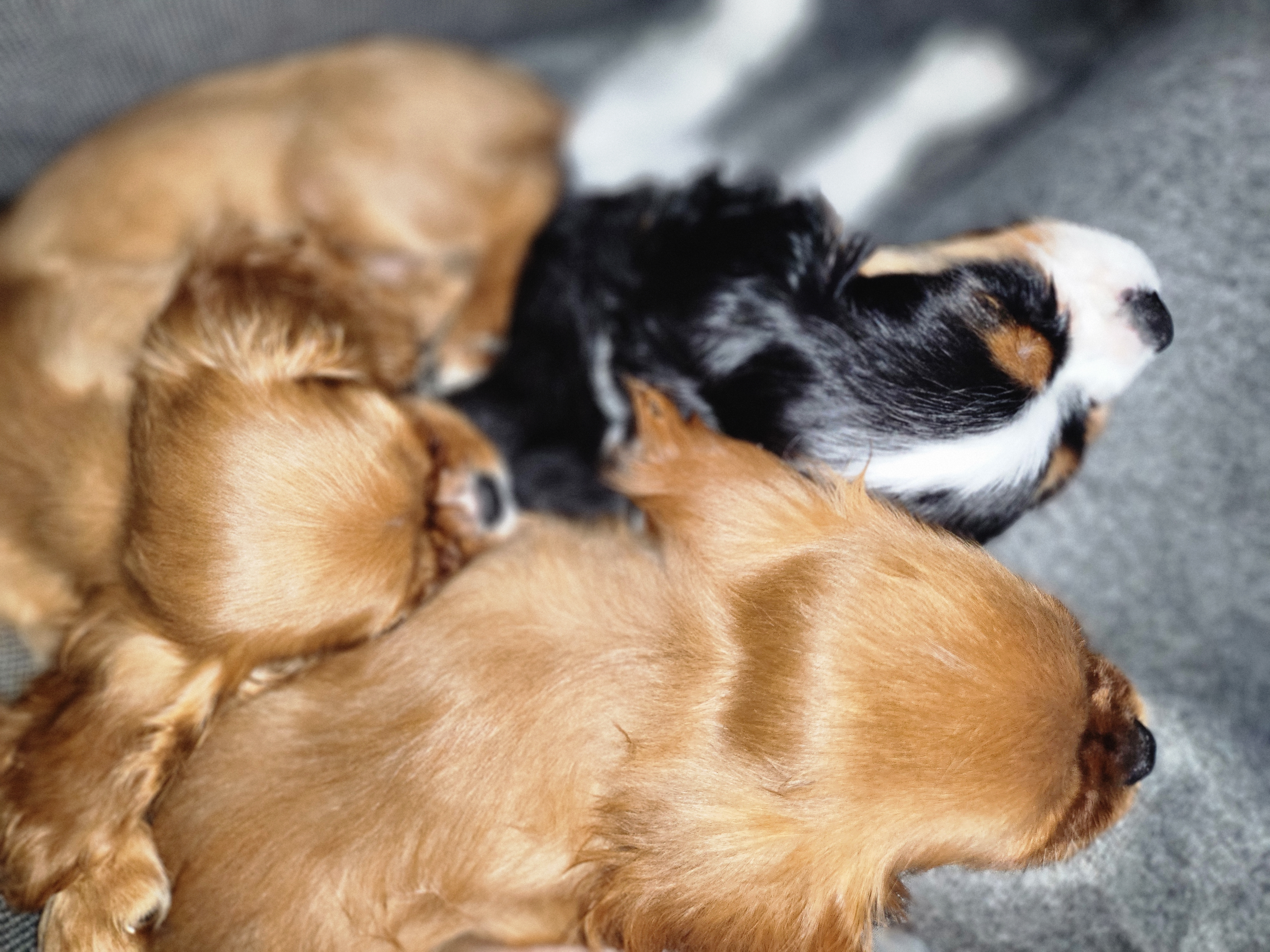 Playful Cavalier King Charles Spaniel Baby