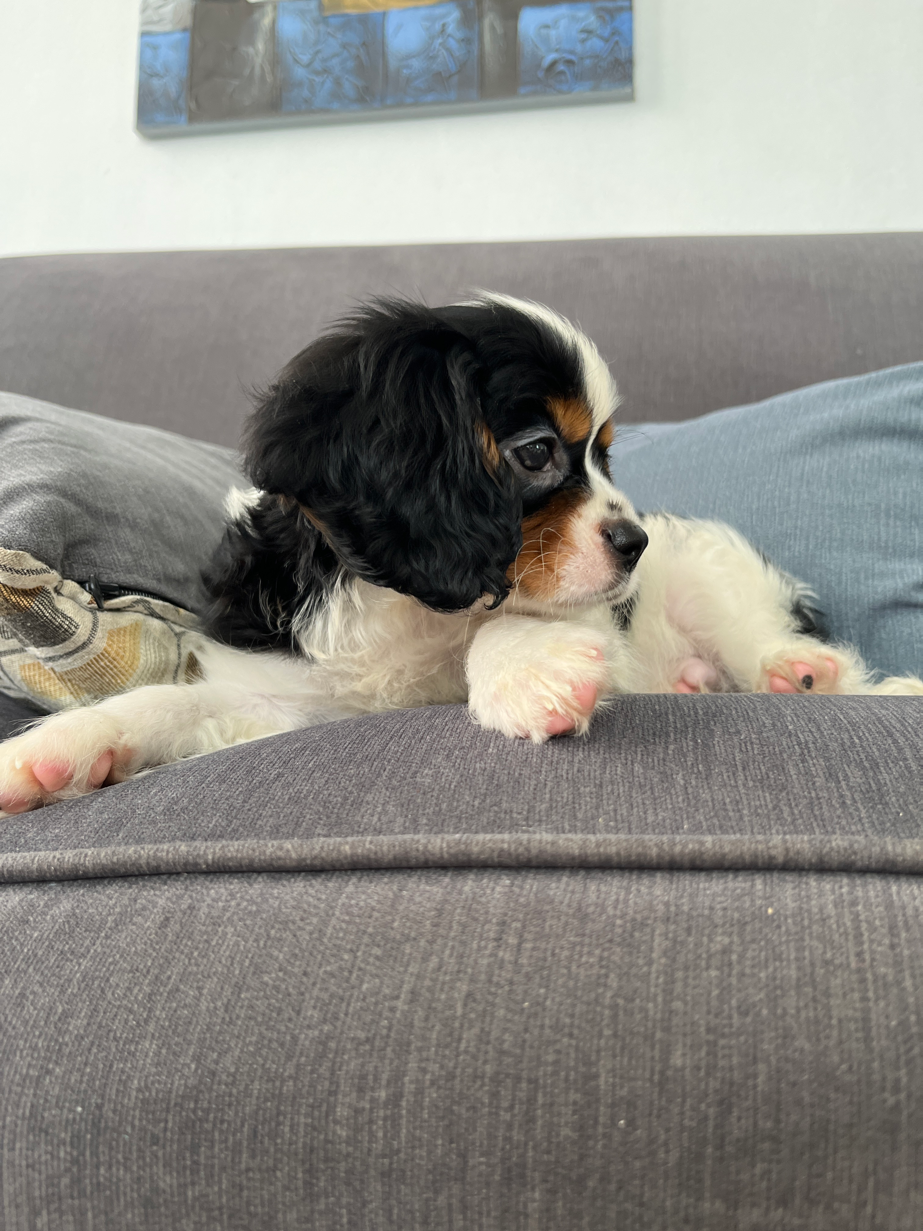Cute Cavalier King Charles Spaniel Purebred Puppy