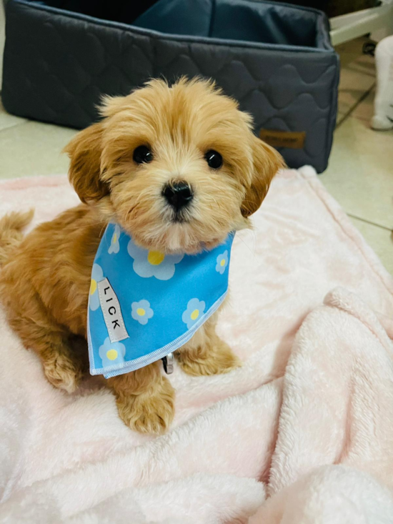 Mini Goldendoodle