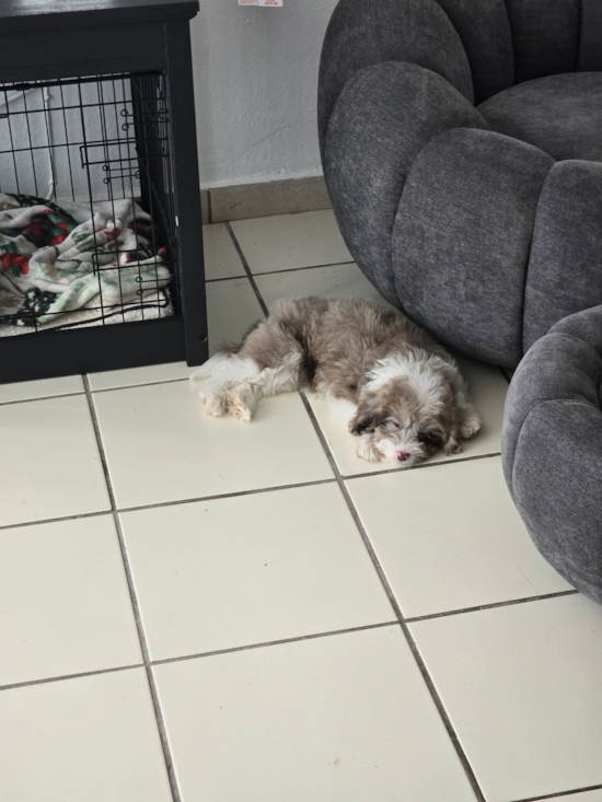 Mini Aussiedoodle