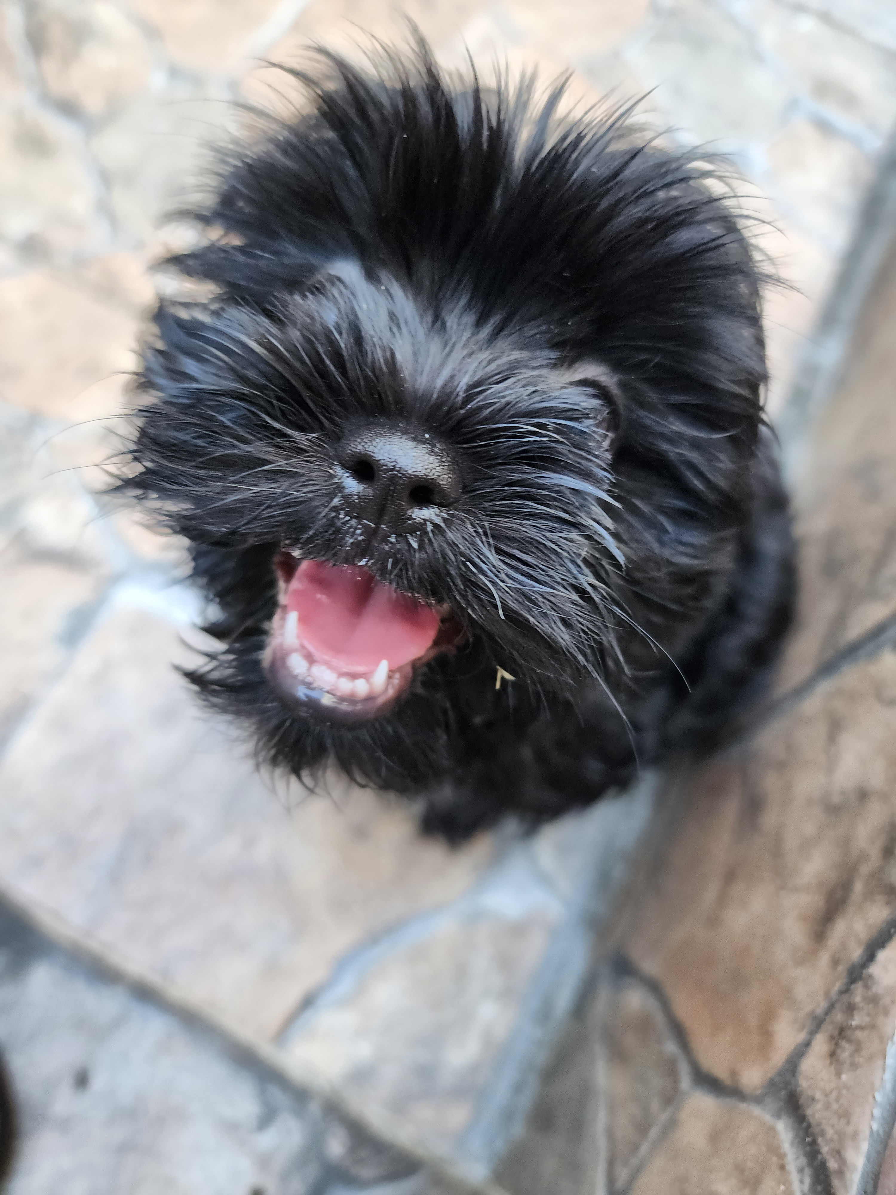 Teddy Bear Puppy for Adoption