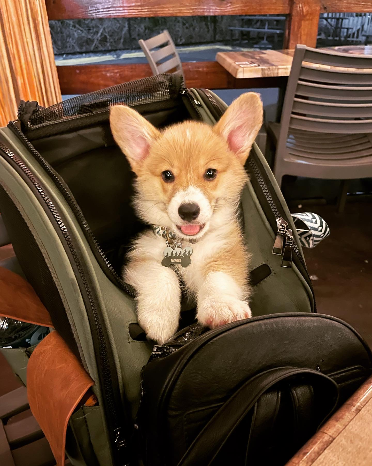 Pembroke Welsh Corgi Puppy for Adoption