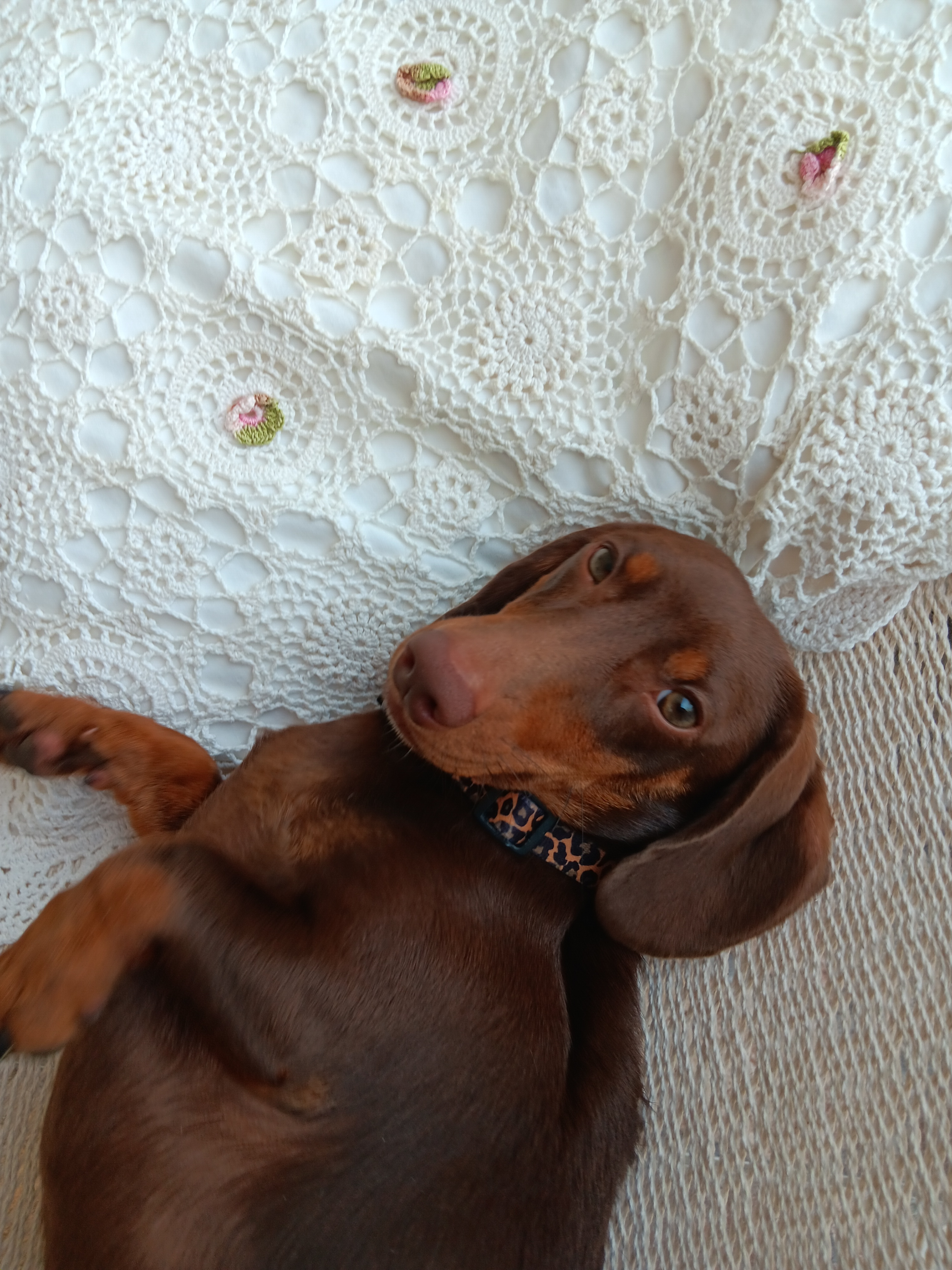Dachshund Puppy for Adoption