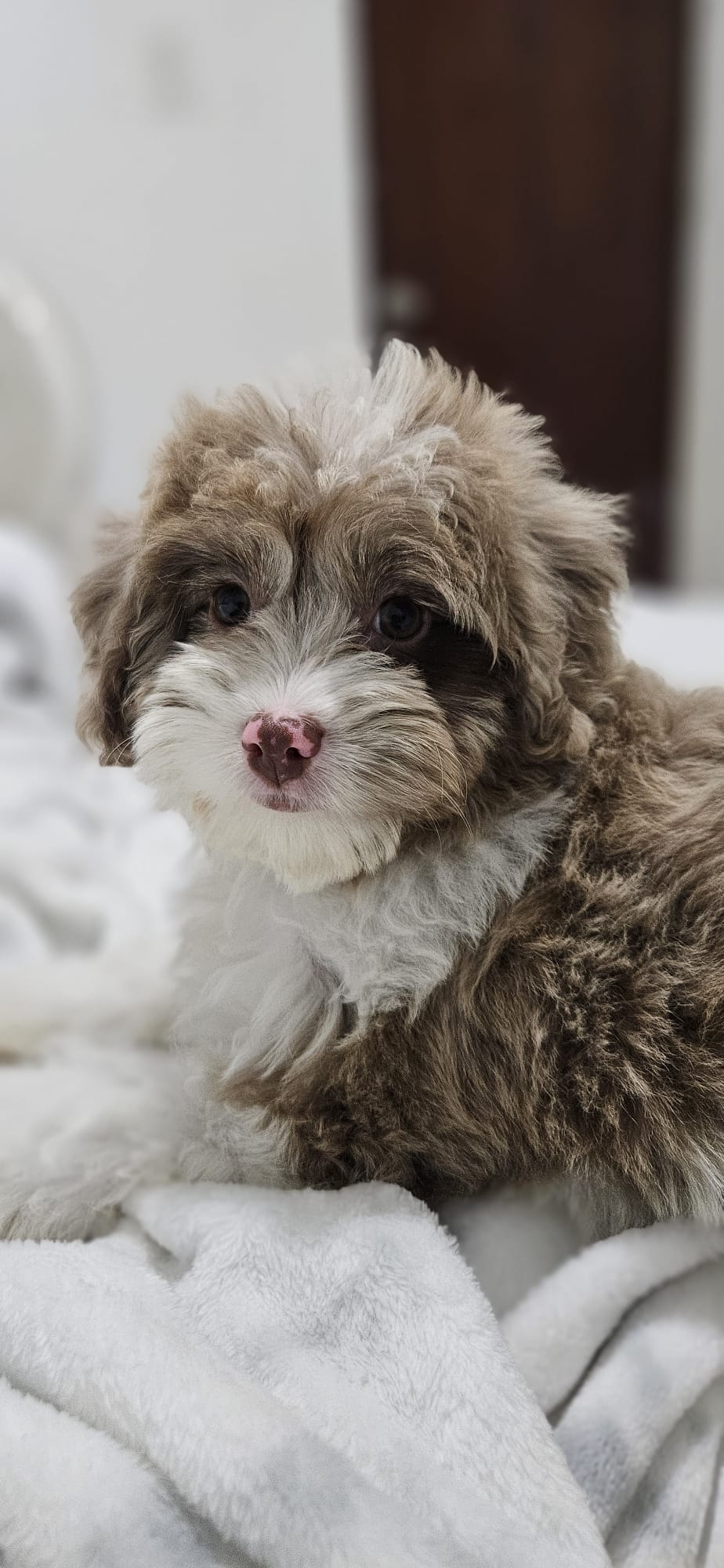 Petite Mini Aussiedoodle Poodle Mix Pup