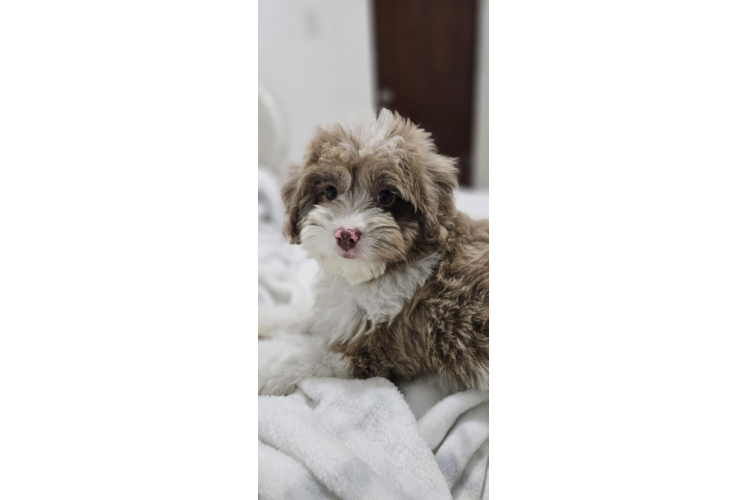 Petite Mini Aussiedoodle Poodle Mix Pup