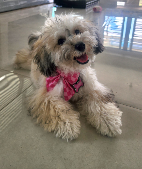 AMIRA, a Havapoo puppy from Ponce  PR